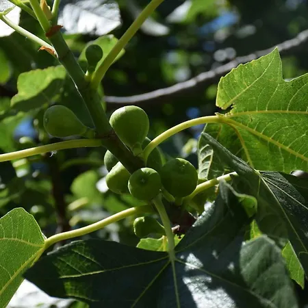 Apartmán Zelic Vodice