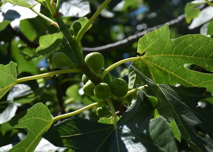 公寓 Zelic 沃迪切